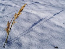 tsen on Persha sneze / ***