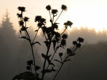 Indian summer / ***