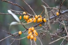 Sea buckthorn / ***