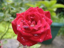 After the rain / ***