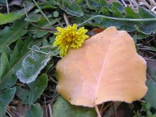 Autumn Winter ... / ***