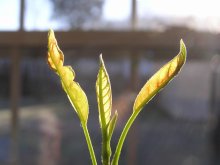 New Life / ***