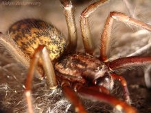 Waiting for the victim / ***