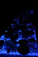 UV table / ***