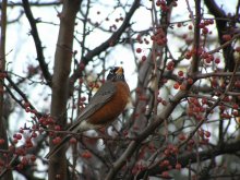 I'm proud of Robin, I do not eat / ***