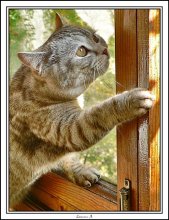 ... Cat's window ... / ***