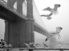 Brooklyn Bridge during a snowfall-3 / ***