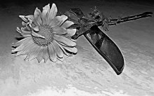 Flower and knife / ***