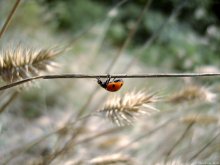 Funambulist / ***