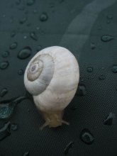 Snail / ***