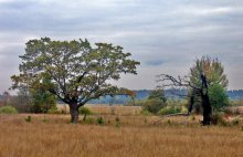 Belarussian savanna / ***