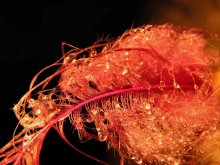 Feather / ***