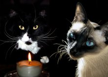 Chuck and Trixie - Christmas Portrait / ***