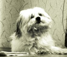 dog without the ladies / ***