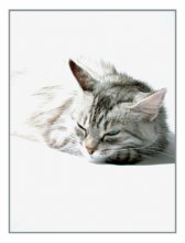 portrait of a cat in white / ***
