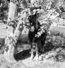 horse in the shade of the tree. / ***