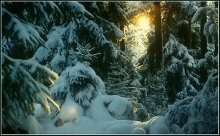 The sun in the winter forest / ***