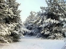 Winter Fantasy / ***