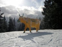 Here they are - Alpine cows / ***