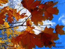 Maple Leaves / ***