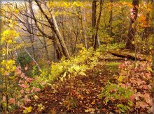 Autumn Kaleidoscope / ***