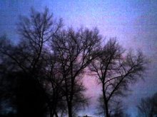 bare poplars. forgotten sky .. / ***