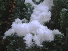 Winter Lilac ... / ***