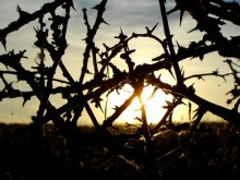 through thorns to the sun / ***