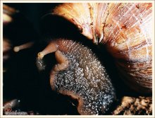 Giant African snail / ***