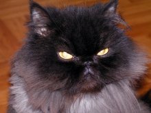 just evil. / ***