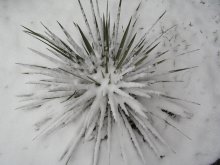 Snow hedgehog / ***