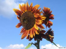 Sunflowers ... / ***