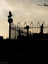 syurrelistichno ... / ***