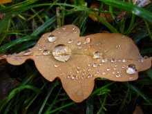 tears of the past summer / ***