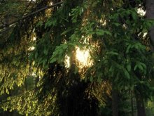 a bit of solar heat / ***