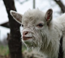 Goat's face ... / ***