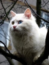 of life raznoglazyh ... / ***