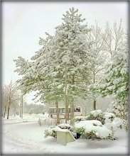 winter morning quiet courtyard made of white and cold .. / ***