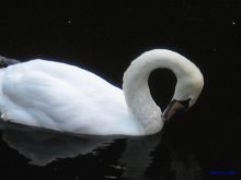 Swan / ***