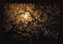 flowers for his girlfriend / ***