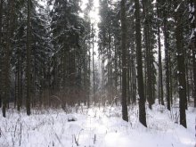 Winter Forest / ***