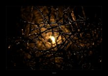 thrust into the light / ***