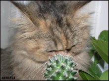 The cat and the cactus! / ***