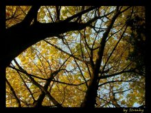 Yellow Happiness / ***