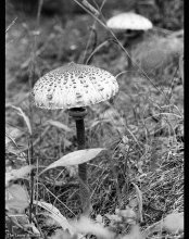 Mushroom Sketch / Ilford Delta 400