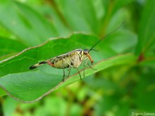 Skorpionnitsa Common / Panorpa communis