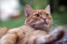 Cat in isolation / ***