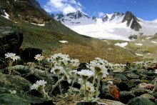 Alpine meadows / ***