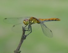 Hold me, a straw, hold / ____________