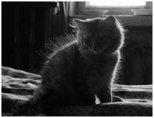 Fluffy / ***